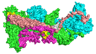 Surface model of the WAVE regulatory holocomplex displaying all five of its components in heteropentameric form. WAVERegulatoryComplex.png