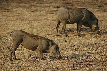 Warthogs grazing