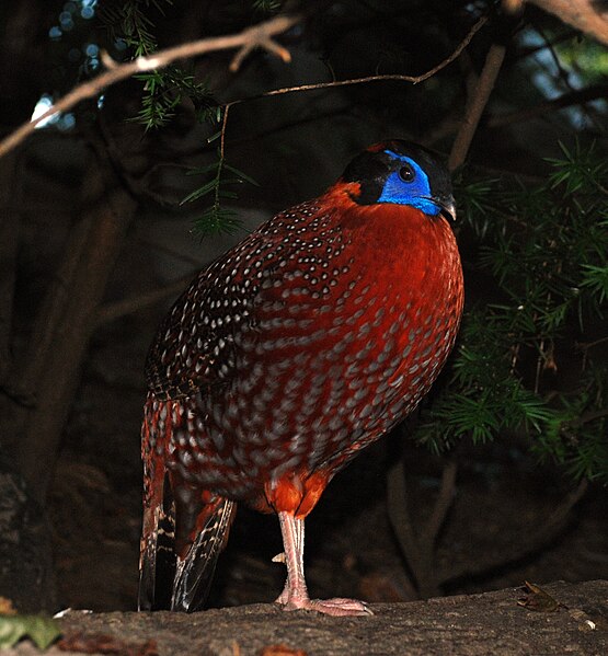 File:Washington DC Zoo - Tragopan temminckii - 1.jpg