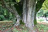 Weiler Schlosspark Kastanie 20120729 04.jpg