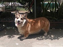 Welsh Pembroke Corgi.jpg