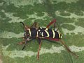 Echter Widderbock (Clytus arietis), ein Käfer – Nachahmer der Wespe