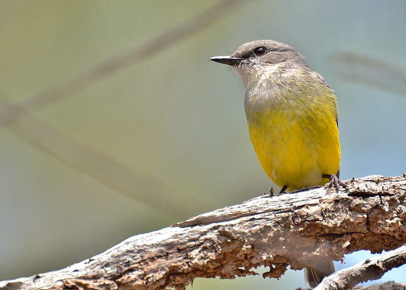 File:Western Yellow Robin.jpg