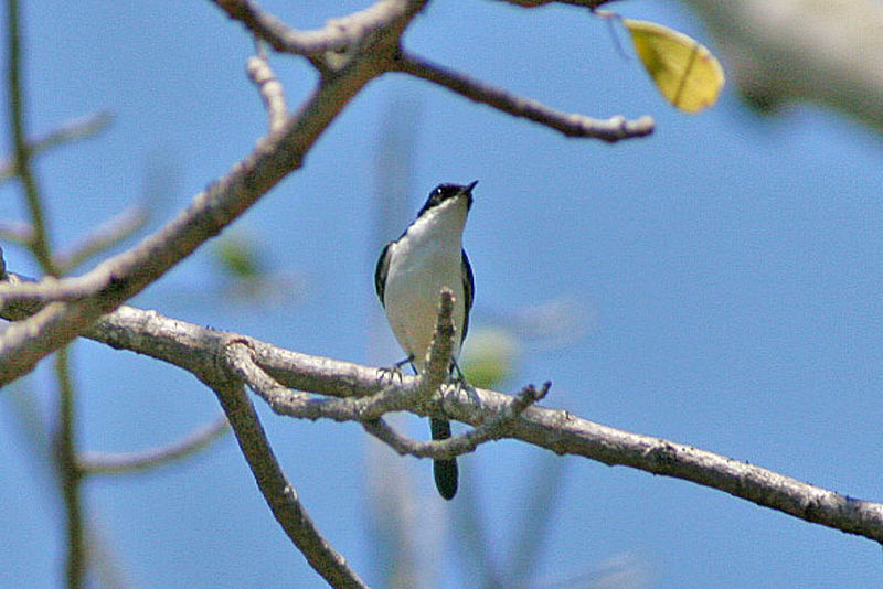 File:White-bellied Bush Chat (Saxicola gutturalis) (8074117562).jpg