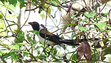 White-bellied treepie in Anamalai in Tamil Nadu White-bellied Treepie-Dendrocitta leucogastra-2.jpg