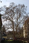 Plane tree (Platanus x hybrida)