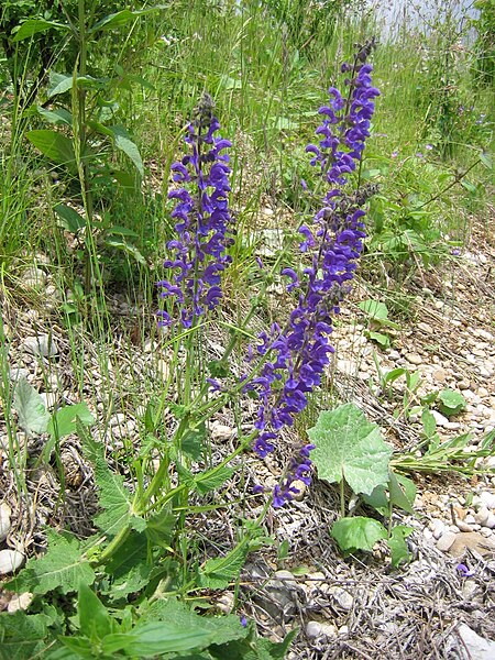 File:Wiesensalbei (Salvia pratensis) 03.jpg