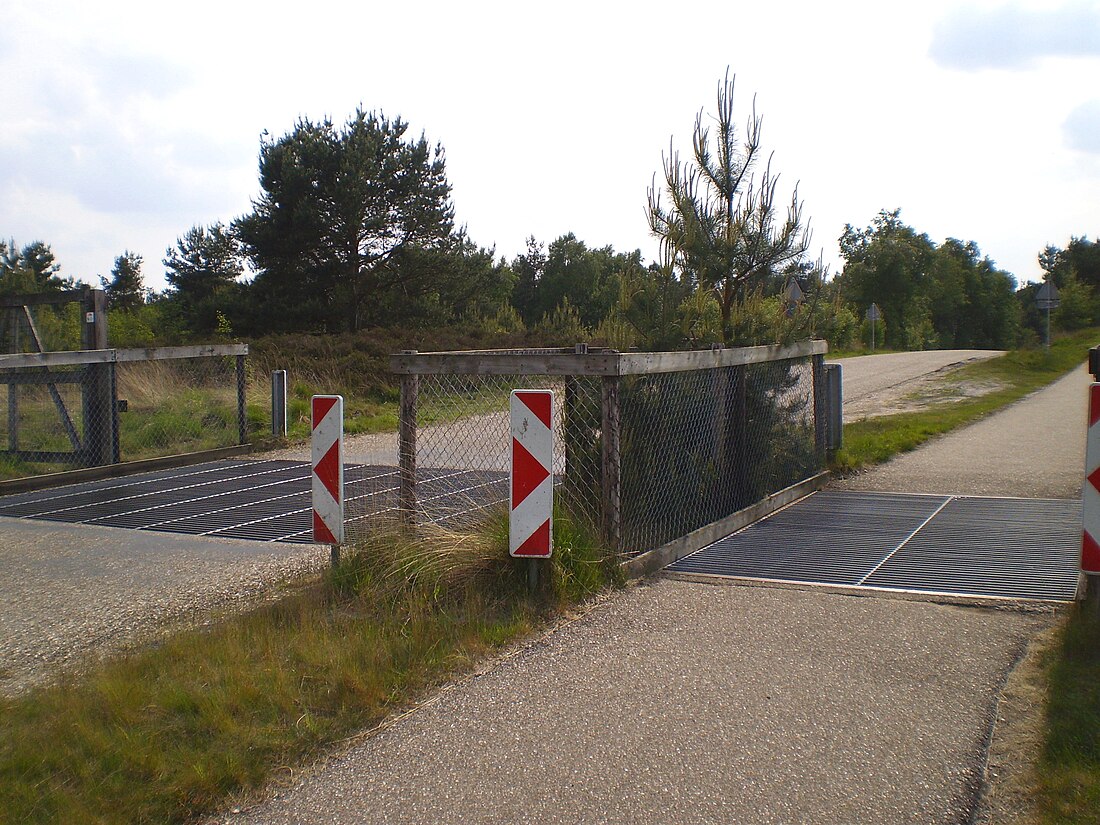 File:Wildrooster-Veluwe.jpg