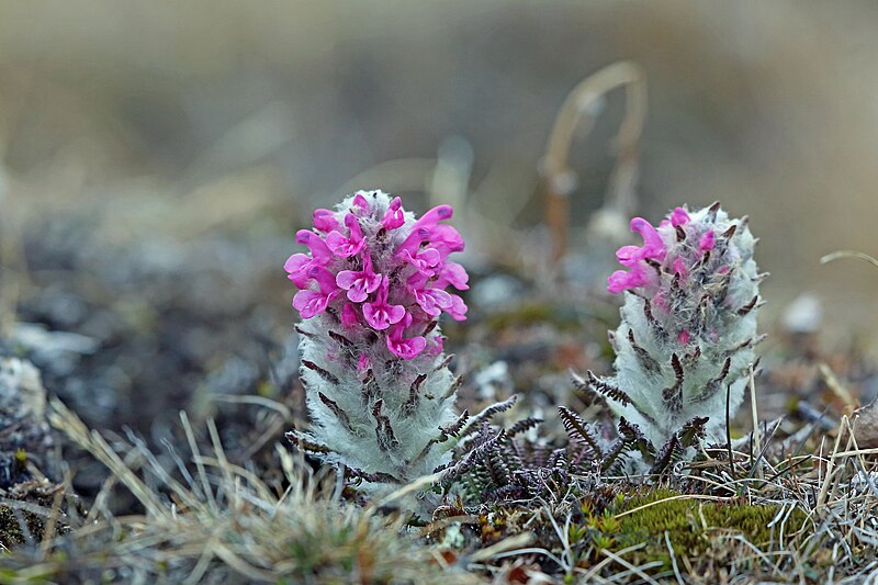 File:Woolly Lousewort imported from iNaturalist photo 2869678 on 31 December 2023.jpg