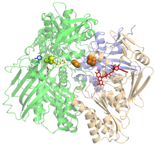 <span class="mw-page-title-main">Xanthine oxidase</span> Class of enzymes