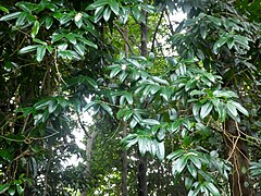 Foliage and habit