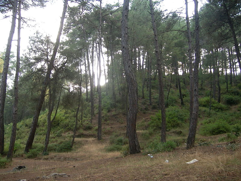 File:Yayladağı orman 2.JPG