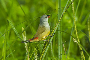 Yellow-bellied Waxbill - Mt.Kenya NP - Kenya S4E7308 (22595164179) .jpg