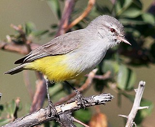 <span class="mw-page-title-main">Yellow-bellied eremomela</span> Species of bird
