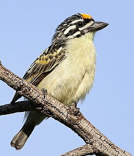 Yellow-fronted tinkerbird species of bird