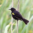 aves De Argentina