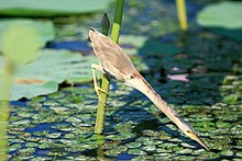 Yellow bittern Yellow Bittern at Hyoko.JPG