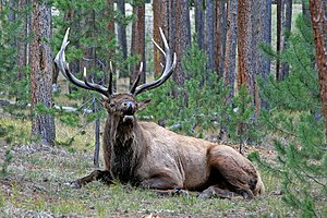 Yellowstone-Nationalpark: Geschichte, Geographie und Geologie, Klima