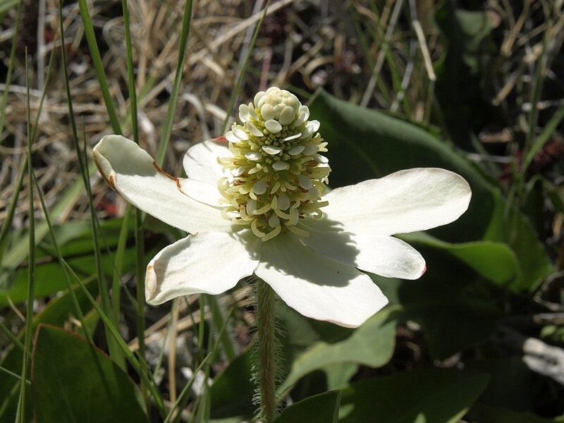 File:Yerba mansa, Anemopsis californica (15353406259).jpg