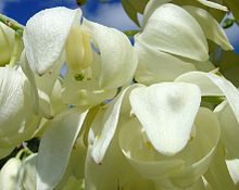 Several flowers, hundreds of which comprise the inflorescence Yucca whipplei flower.JPG