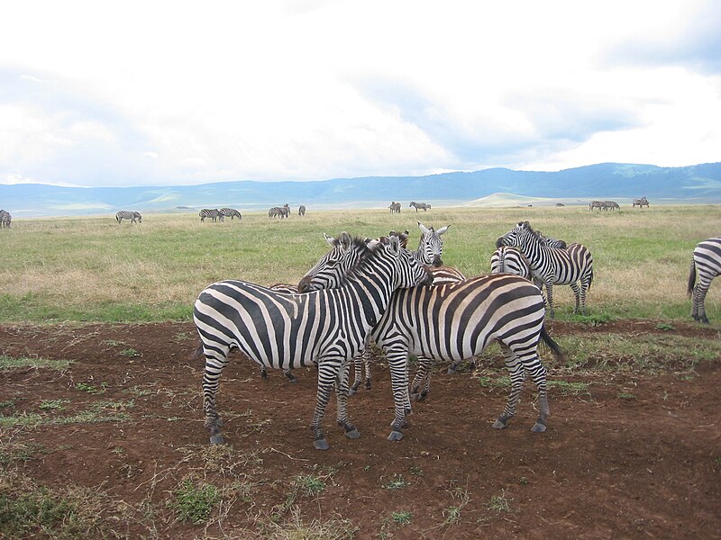 File:Zebra love.jpg