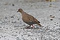 Zenaida Dove (Zenaida aurita) (6499242953).jpg