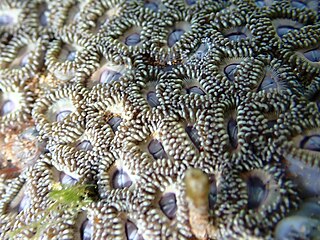 <i>Zoanthus kuroshio</i> Species of coral