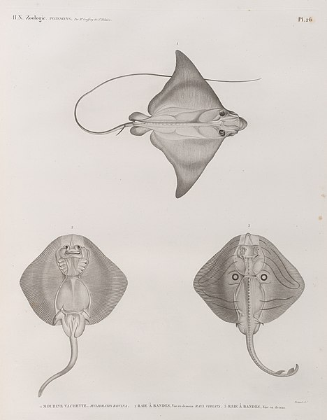 Pl.26 - 1. Mourine vachette (Myliobatis bovina) 2. Raie à bandes (Raya virgata), vue en dessous 3. Raie à bandes, vue en dessus