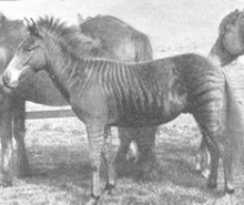 A zorse in an 1899 photograph, "Romulus: one year old", from J. C. Ewart's "The Penycuik Experiments"