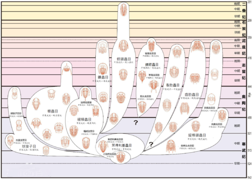 三叶虫- 维基百科，自由的百科全书