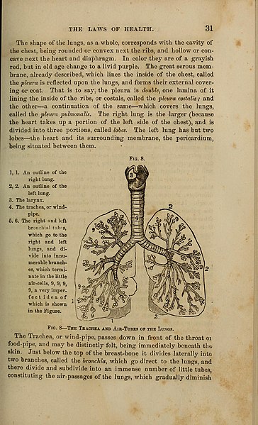 File:"Anatomy, physiology and laws of health;" (1885) (14594987398).jpg