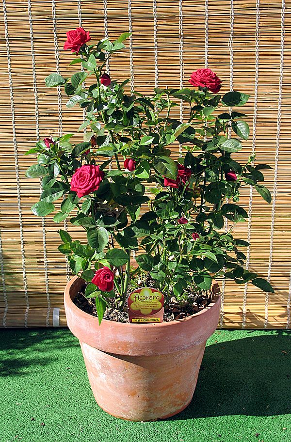 Meillandine Rose in clay pot