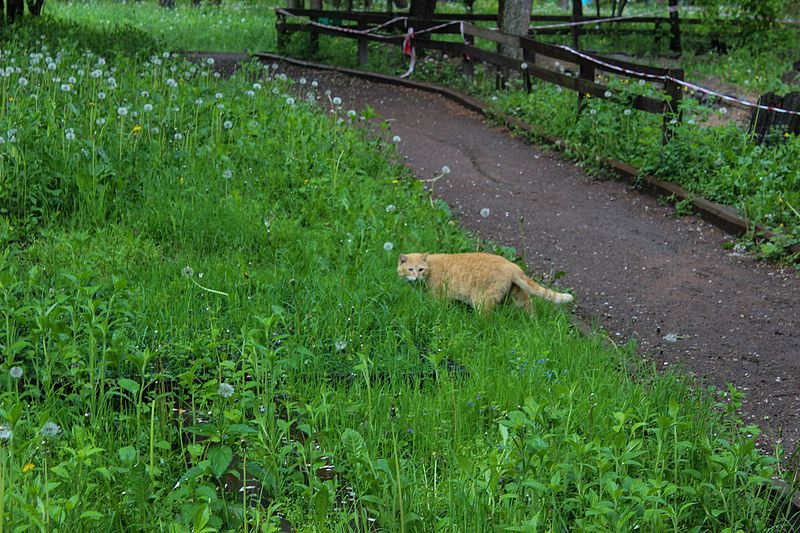File:Київський зоопарк Кішки 01.JPG