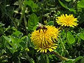 * Nomination Bee at the dandellion flower in Park of Culture and rest. Kokand, Fergana Region, Uzbekistan. --Красный 07:12, 1 June 2024 (UTC) * Critique requise