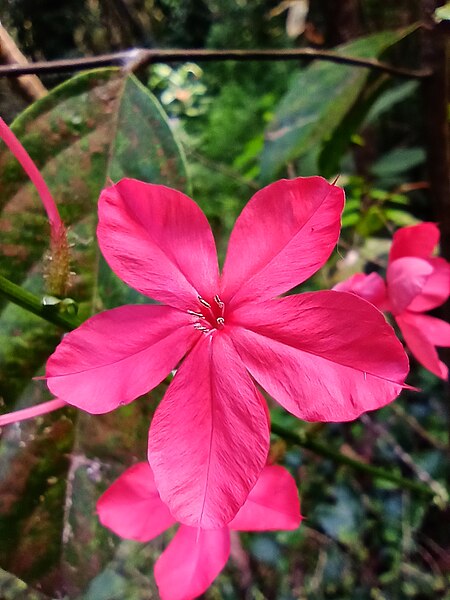 File:ചെത്തിക്കൊടുവേലി (Plumbago indica).jpg