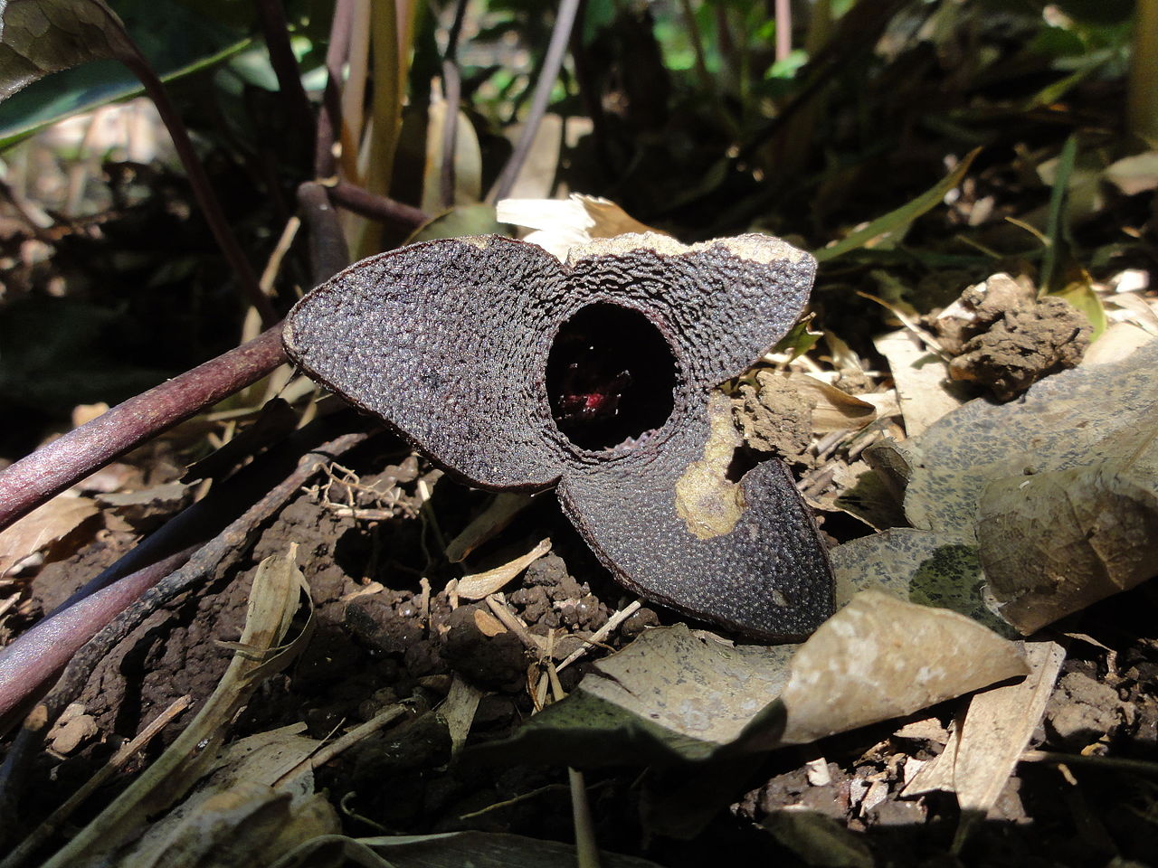 File カンアオイ 寒葵 Asarum Nipponicum 花 Jpg Wikimedia Commons