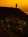 牧羊人 - panoramio.jpg