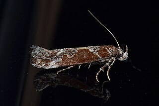 <i>Gnorimoschema gallaesolidaginis</i> Species of moth