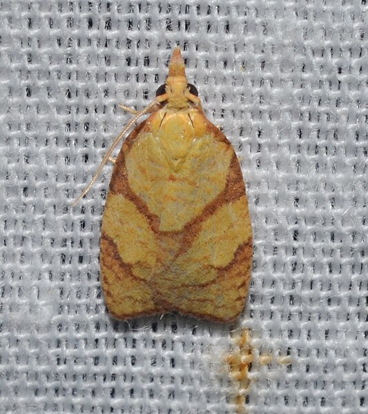 File:- 3725 – Cenopis pettitana – Maple-basswood Leafroller Moth (probable) (18498125703).jpg