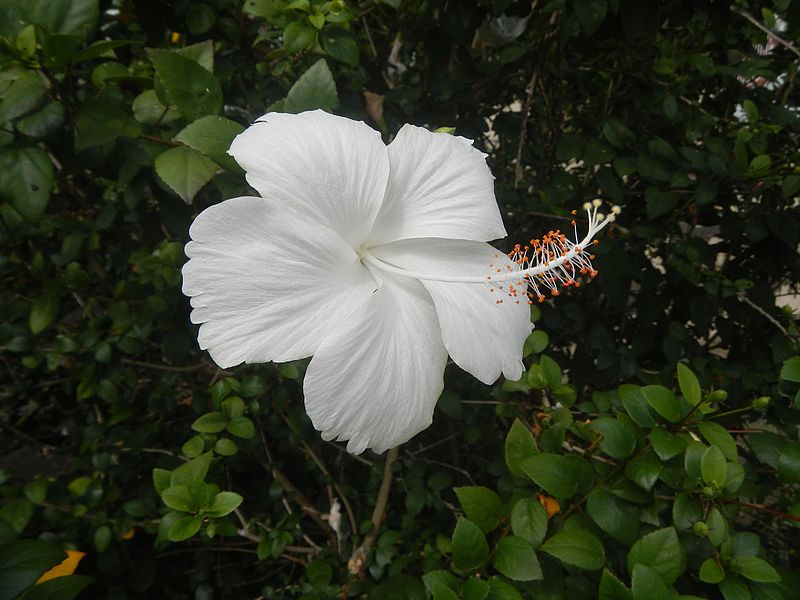 File:0601jfHibiscus rosa-sinensis White Cultivarsfvf 13.jpg