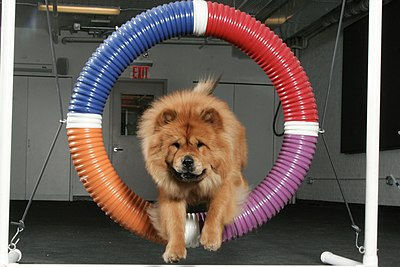 A female Chow Chow competing in dog agility