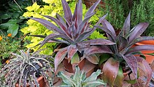 190908 083 Chicago Botanic Gdn - English Walled Gdn, x Mangave 'Mission to Mars', x Mangave 'Inca Warrior', Manfreda undulata 'Mint Chocolate Chip', Plectranthus 'Wasabi' Coleus (48861503391).jpg