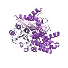 Modèle tridimensionnel de l'enzyme