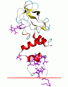 Secondary image on thrombin. Whit background, all differt coloured secondary structure, legend doesn't explain sticks