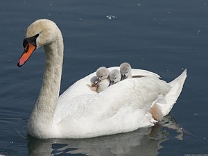 Der Hecht kann Papa und Mutti Schwan nämlich nicht fressen, weil sie viel zu groß dazu sind.