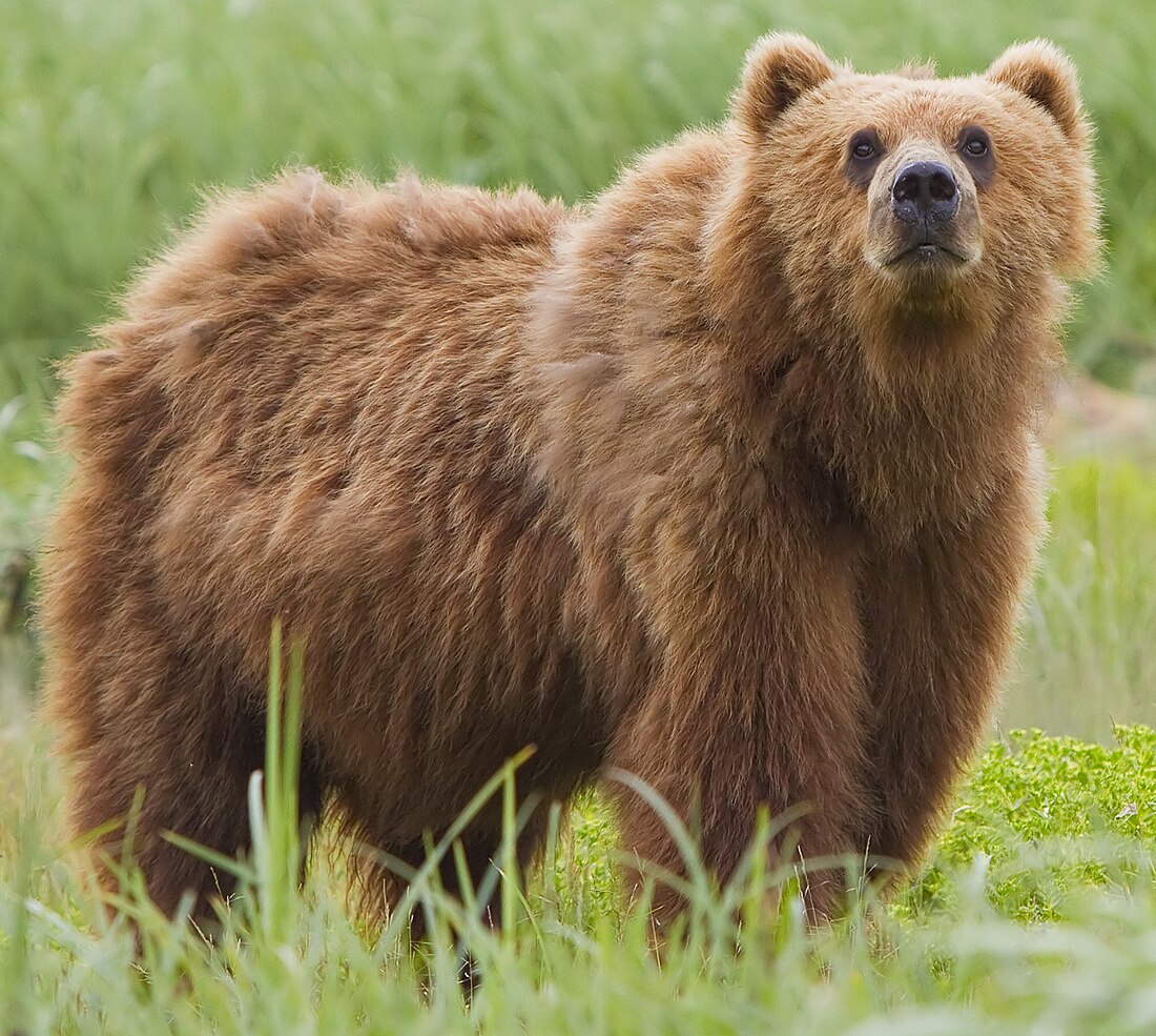 File:2010-kodiak-bear-1 (cropped).jpg