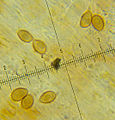 2011-11-27 Galerina vittiformis f. tetraspora Arnolds 185774.jpg