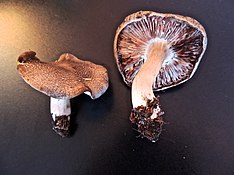 26.10.2012 Tricholoma orirubens Quél 312760.jpg 