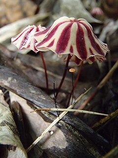 <i>Marasmius tageticolor</i> species of fungus