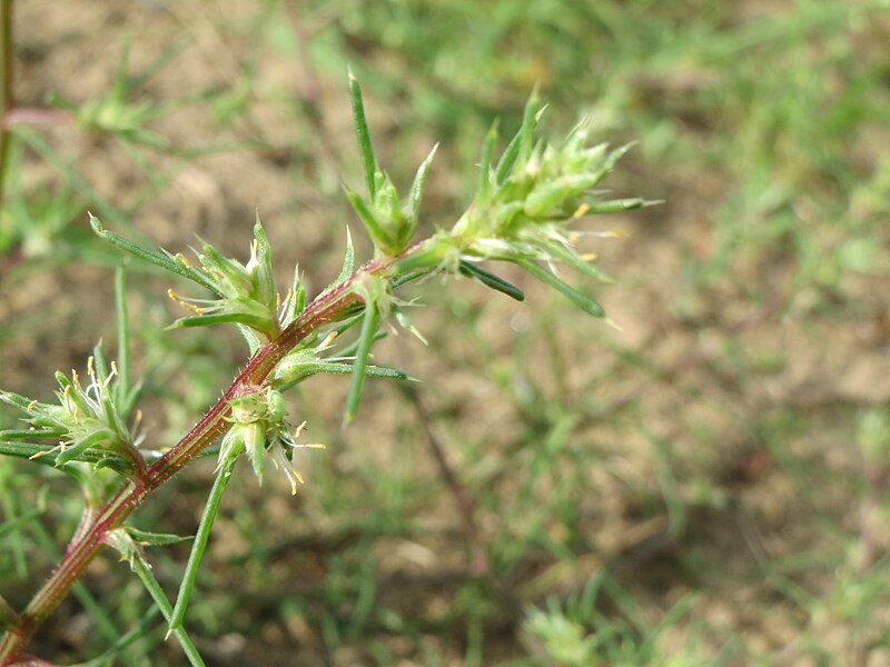 File:20140810Salsola tragus3.jpg